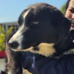 Border Collie Mischling Centella, 07/2023, ca. 50 cm