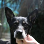 Mischling Chica, 01/2016, ca. 40 cm