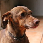 Podenco Maneta Mischling Chira, 04/2019, ca. 35 cm