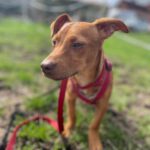 Podenco Mischling Clyde, 01/2024, Endgröße ca. 35- 45 cm, 19273 Sumte