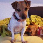 Jack Russell Terrier Curra, 08/2021, ca. 23 cm, 86947 Weil