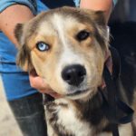 Border Collie Mischling Dandy, 07/2023, ca. 50 cm