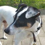 Bodeguero Dominique, 08/2016, ca. 40 cm, 45768 Marl