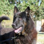 Schäferhund Dragon, 03/2013, ca. 75 cm