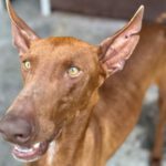 Podenco Ibicenco Emil, 05/2022, ca. 65 cm