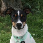 Bodeguero Eros, 09/2023, Endgröße ca. 40 cm, 06259 Frankleben