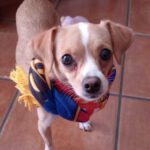 Chihuahua Mischling Fee, 04/2022, ca. 30 cm