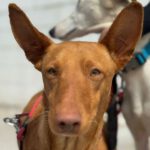 Podenco Gepetto, 04/2023, ca. 50 cm