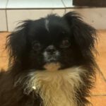 Pekinesen Mischling Gizmo, 09/2023, Endgröße ca. 30 cm