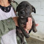 Mischling Gold, 01/2024, Endgröße ca. 55- 65 cm