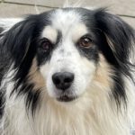 Mini Australian Shepherd Mischling Gringo, 02/2013, ca. 35 cm, 40764 Langenfeld