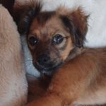 Bodeguero Mischling Honey, 11/2023, Endgröße ca. 40 cm, 46240 Bottrop