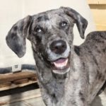 Mischling Hope, 05/2020, ca. 62 cm, 48432 Rheine