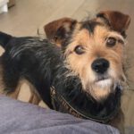 Australian Terrier Mischling Iko, 01/2020, ca. 40 cm