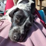 Pointer Mischling Jasper, 12/2023, Endgröße ca. 50 cm,25358 Horst