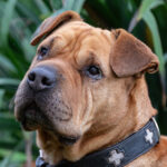 Shar Pei Jhonny, 03/2020, ca. 46 cm, 29690 Büchten