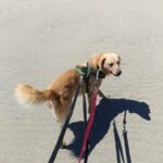 Labrador Retriever Joey, 06/2018, ca. 55 cm