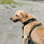 Labrador Retriever Joey, 06/2018, ca. 55 cm