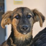 Schäferhund Mischling Joyce, 12/2023, Endgröße ca. 55 cm