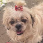 Shi Tzu Julia, 04/2022, ca. 30 cm, 61381 Friedrichsdorf