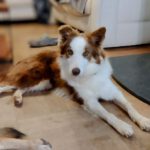 Border Collie Katie, 02/2023, ca. 50 cm, 66346 Püttlingen