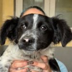 Border Collie Mischling Kiara, 11/2023, Endgröße ca. 50 cm