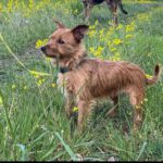 Terrier Mischling Leon, 11/2020, ca. 30 cm, 29410 Salzwedel