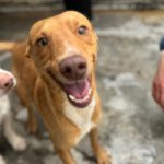 Podenco Levi, 05/2023, ca. 40 cm