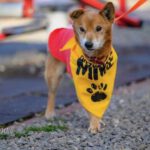 Mischling Lisiu, ca. 2014, ca. 25 cm