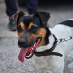 Bodeguero Lucky, 05/2023, ca. 40- 45 cm