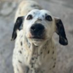 Dalmatiner Luna, 01/2013, ca. 50 cm