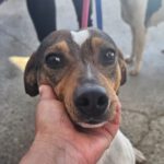 Bodeguero Manchita, 05/2018, ca. 45 cm