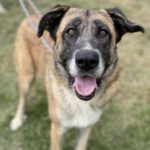 Mastin Mischling Margot, 08/2017, ca. 80 cm