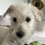 West Highland Terrier Mischling Mario, 12/2023, Endgröße ca. 35 cm, 48720 Rosendahl-Osterwick