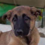 Malinois Mischling Maxi, 01/2024, Endgröße ca. 55-65 cm