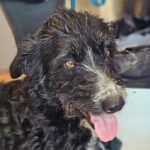 Wasserhund Mischling Maxo, 10/2022, ca. 53 cm