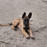 Malinois Mischling Mike, 01/2024, Endgröße ca. 55-65 cm