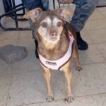 Mischling Lola, 04/2014, ca. 35 cm