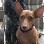 Podenco Molly, 12/2020, ca. 35 cm