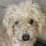 Wasserhund Moni, 04/2022, ca. 35 cm