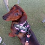 Dackel Nick, 07/2023, ca. 32 cm