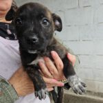 Mischling Nickel, 01/2024, Endgröße ca. 55- 65 cm