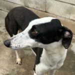 Galgo Ningbo, 10/2022, ca. 70 cm