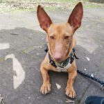 Podenco Maneto Noa, 12/2020, ca. 30 cm, 90762 Fürth