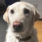 Mischling Oliver, 02/2021, ca. 55cm, 50676 Köln