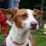 Podenco (-mischling?) Otti, 04/2022, ca. 46 cm, 29690 Büchten