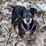 Pinscher Mischling Panchita, 09/2017, ca. 30 cm, 13607 Berlin