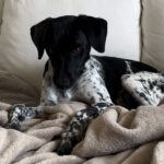 Bodeguero Pelle, 06/2023, ca. 45 cm, 61267 Neu-Anspach