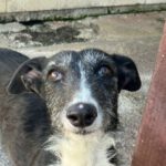 Galgo Pelusa, 05/2018, ca. 65 cm