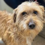 Mischling Peluso, 09/2019, ca. 35 cm